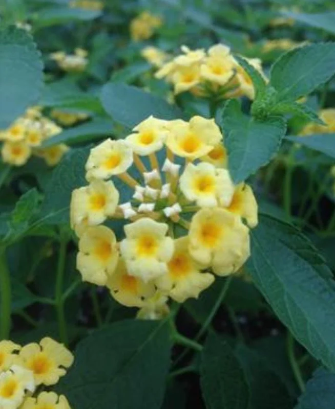 Set of 2 Lemon Drop Lantana Live Plants - 4-6" Tall - Attracts Pollinators - Image 5