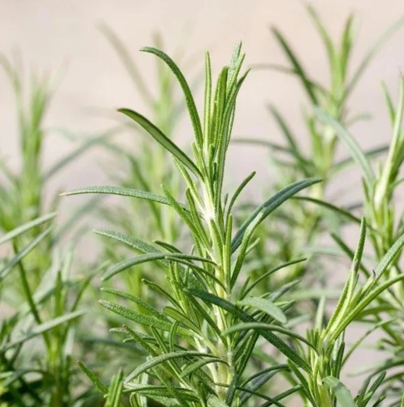 Set of 2 Live ARP Rosemary Plants – 2-5 inches Tall – Cold Hardy Culinary Herb for Gardens - Image 3