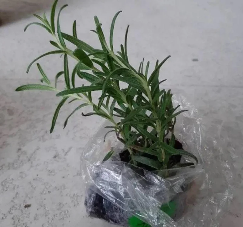 Set of 2 Live ARP Rosemary Plants – 2-5 inches Tall – Cold Hardy Culinary Herb for Gardens - Image 5