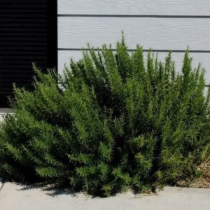 Set of 2 Live ARP Rosemary Plants – 2-5 inches Tall – Cold Hardy Culinary Herb for Gardens - Image 1