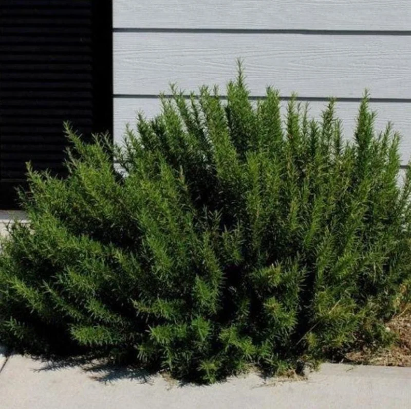 Set of 2 Live ARP Rosemary Plants – 2-5 inches Tall – Cold Hardy Culinary Herb for Gardens - Image 1