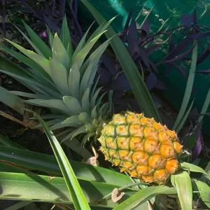 Set of 2 Live Sugarloaf Pineapple Plants - Ananas comosus - 4-6