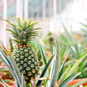 Set of 2 Live Sugarloaf Pineapple Plants - Ananas comosus - 4-6