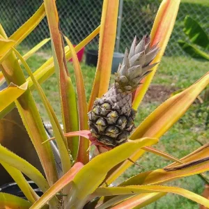 Set of 2 Live Sugarloaf Pineapple Plants - Ananas comosus - 4-6