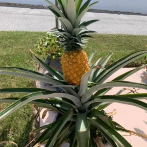 Set of 2 Live Sugarloaf Pineapple Plants - Ananas comosus - 4-6