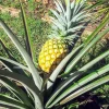 Set of 2 Live Sugarloaf Pineapple Plants - Ananas comosus - 4-6" Tall Tropical Fruit - Image 1