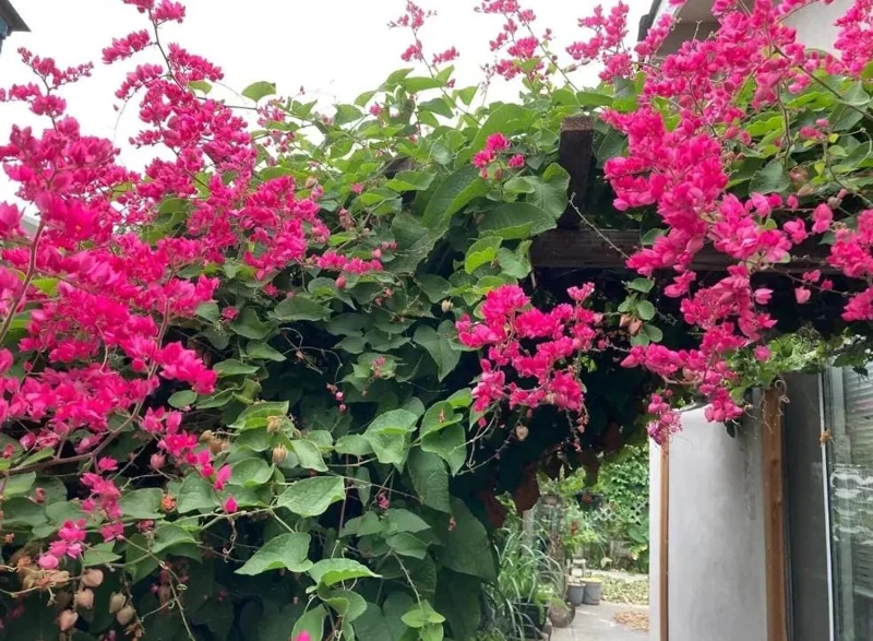 Set of 2 Mexican Creeper Live Plants - 4-6" Pink Flowering Vine - Antigonon leptopus - Outdoor - Image 2