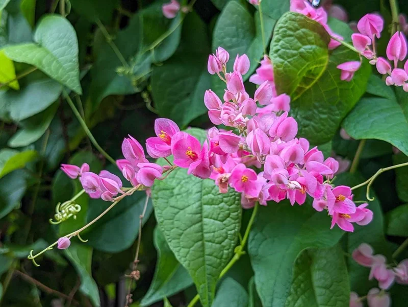 Set of 2 Mexican Creeper Live Plants - 4-6" Pink Flowering Vine - Antigonon leptopus - Outdoor - Image 4