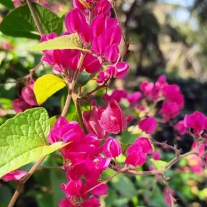 Set of 2 Mexican Creeper Live Plants - 4-6