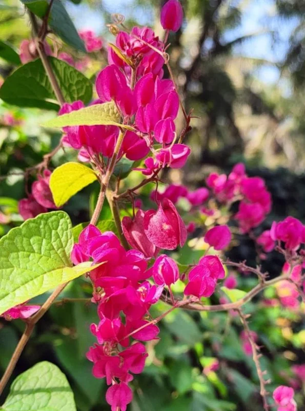 Set of 2 Mexican Creeper Live Plants - 4-6" Pink Flowering Vine - Antigonon leptopus - Outdoor - Image 5