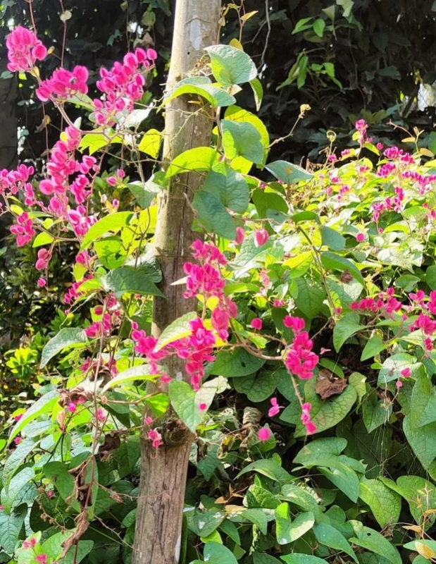 Set of 2 Mexican Creeper Live Plants - 4-6" Pink Flowering Vine - Antigonon leptopus - Outdoor - Image 6