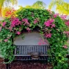 Set of 2 Mexican Creeper Live Plants - 4-6" Pink Flowering Vine - Antigonon leptopus - Outdoor - Image 1