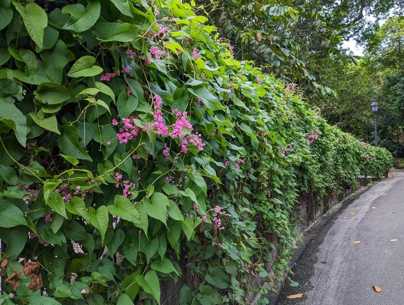 Set of 2 Mexican Creeper Live Plants - 4-6" Pink Flowering Vine - Antigonon leptopus - Outdoor - Image 7