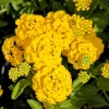 Set of 2 "New Gold" Lantana Camara Live Plants - 4-6" Tall - Yellow Flowers - Image 1