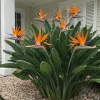 Set of 2 Orange Bird of Paradise Live Plants – 3-6" Tall – Tropical Indoor/Outdoor - Image 1
