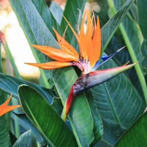 Set of 2 Orange Bird of Paradise Live Plants – 3-6