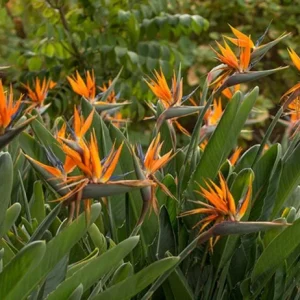 Set of 2 Orange Bird of Paradise Live Plants – 3-6
