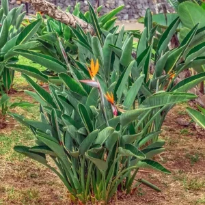 Set of 2 Orange Bird of Paradise Live Plants – 3-6
