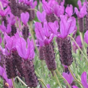 Set of 2 Otto Quast Lavender Live Plants – 4-6