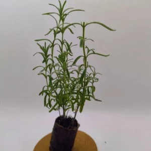 Set of 2 Otto Quast Lavender Live Plants – 4-6