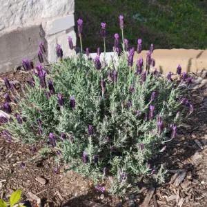 Set of 2 Otto Quast Lavender Live Plants – 4-6