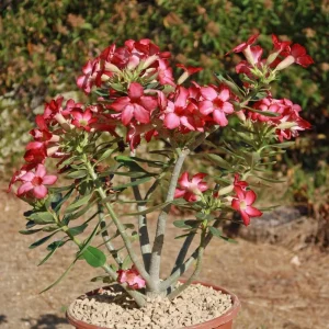 Set of 2 Pink Desert Rose Live Plants - 4-6