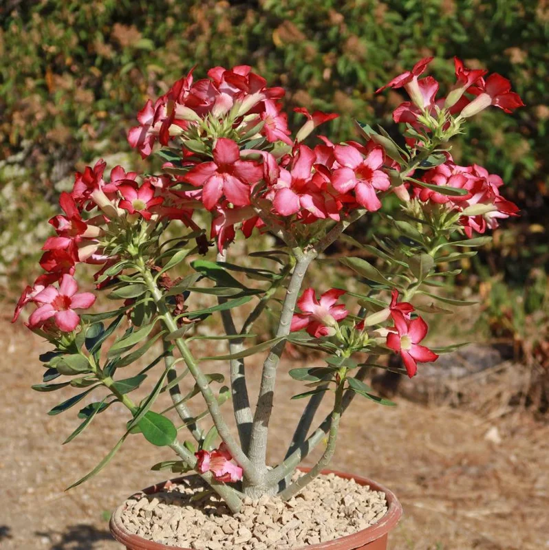 Set of 2 Pink Desert Rose Live Plants - 4-6" Tall Adenium Obesum - Indoor/Outdoor - Image 10