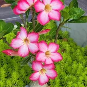 Set of 2 Pink Desert Rose Live Plants - 4-6