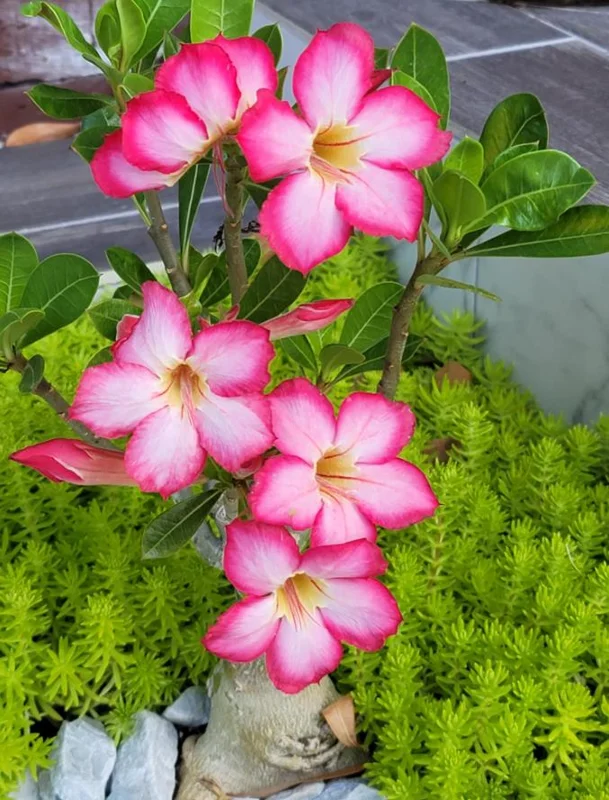 Set of 2 Pink Desert Rose Live Plants - 4-6" Tall Adenium Obesum - Indoor/Outdoor - Image 2