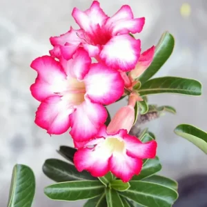 Set of 2 Pink Desert Rose Live Plants - 4-6