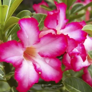 Set of 2 Pink Desert Rose Live Plants - 4-6