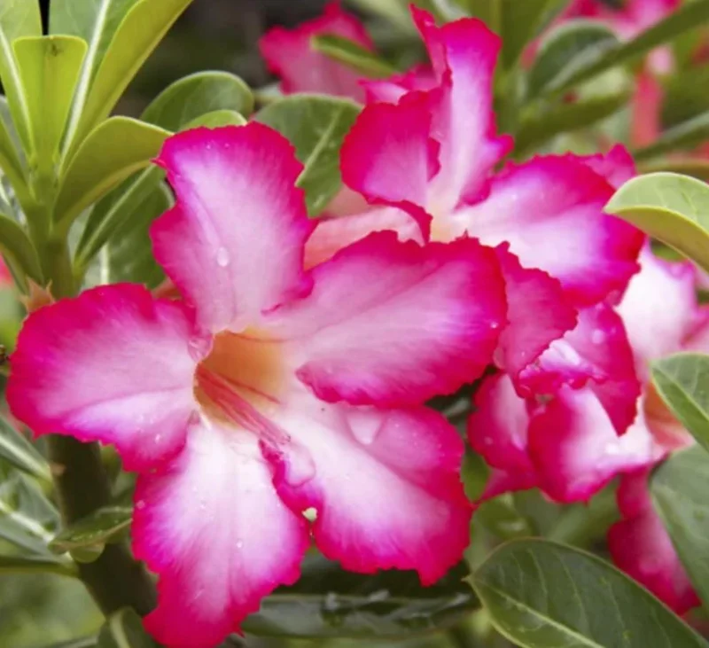 Set of 2 Pink Desert Rose Live Plants - 4-6" Tall Adenium Obesum - Indoor/Outdoor - Image 4