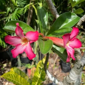 Set of 2 Pink Desert Rose Live Plants - 4-6