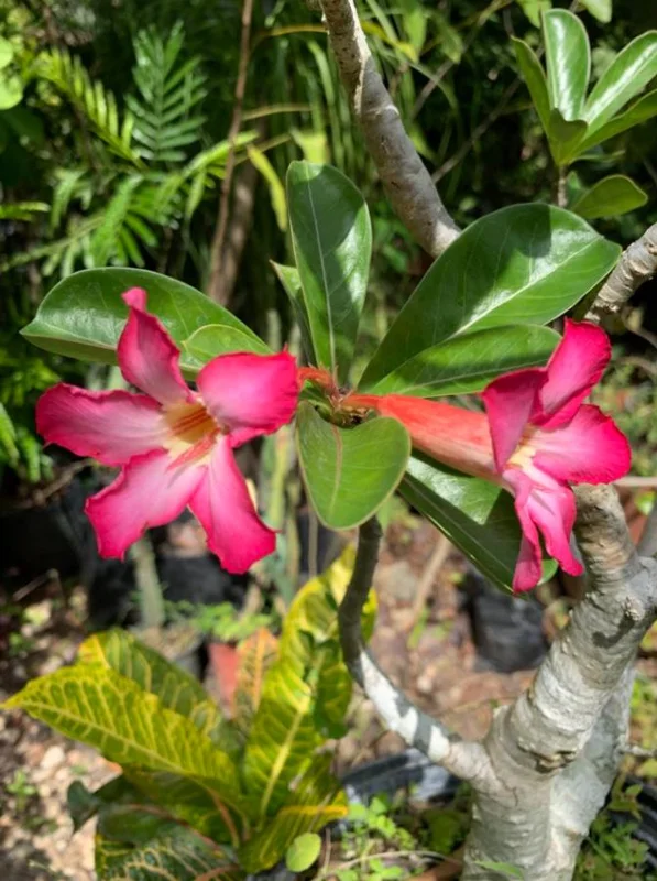 Set of 2 Pink Desert Rose Live Plants - 4-6" Tall Adenium Obesum - Indoor/Outdoor - Image 5