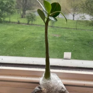 Set of 2 Pink Desert Rose Live Plants - 4-6