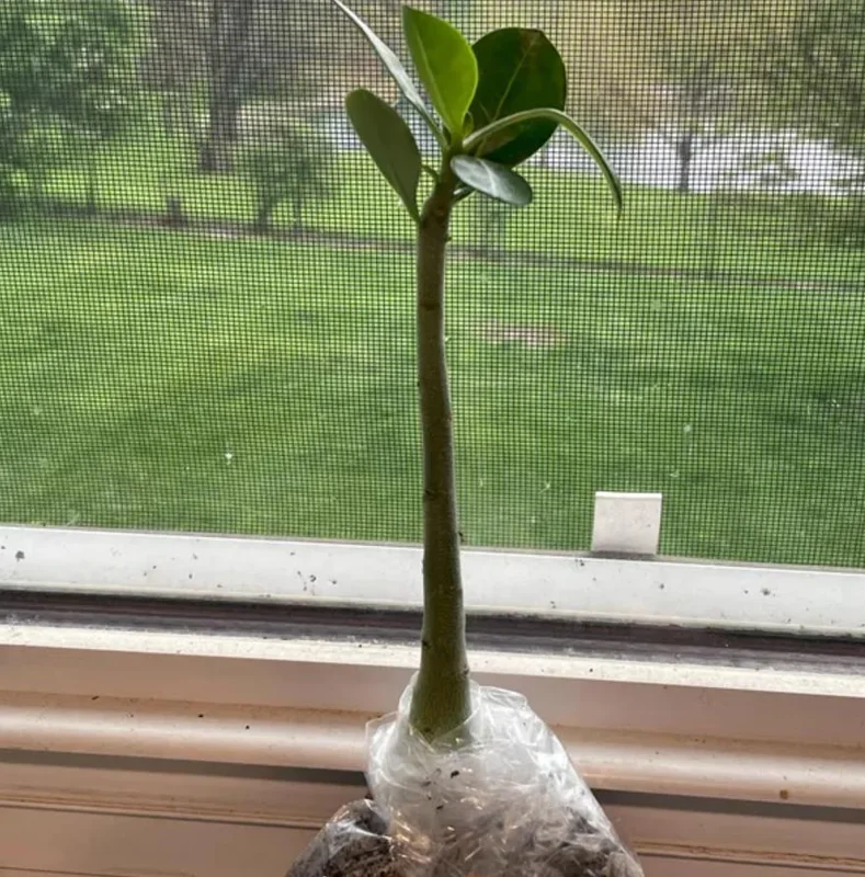 Set of 2 Pink Desert Rose Live Plants - 4-6" Tall Adenium Obesum - Indoor/Outdoor - Image 6