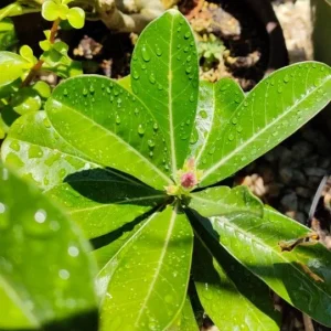 Set of 2 Pink Desert Rose Live Plants - 4-6