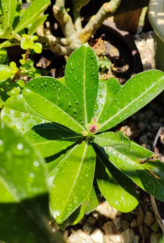 Set of 2 Pink Desert Rose Live Plants - 4-6" Tall Adenium Obesum - Indoor/Outdoor - Image 7