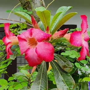 Set of 2 Pink Desert Rose Live Plants - 4-6