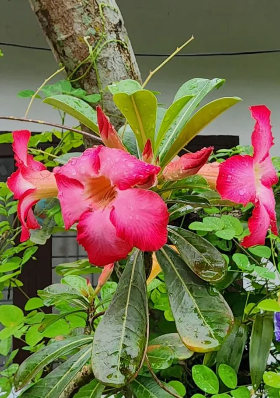 Set of 2 Pink Desert Rose Live Plants - 4-6" Tall Adenium Obesum - Indoor/Outdoor - Image 8