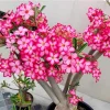 Set of 2 Pink Desert Rose Live Plants - 4-6" Tall Adenium Obesum - Indoor/Outdoor - Image 1