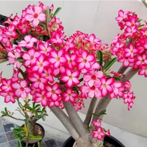 Set of 2 Pink Desert Rose Live Plants - 4-6
