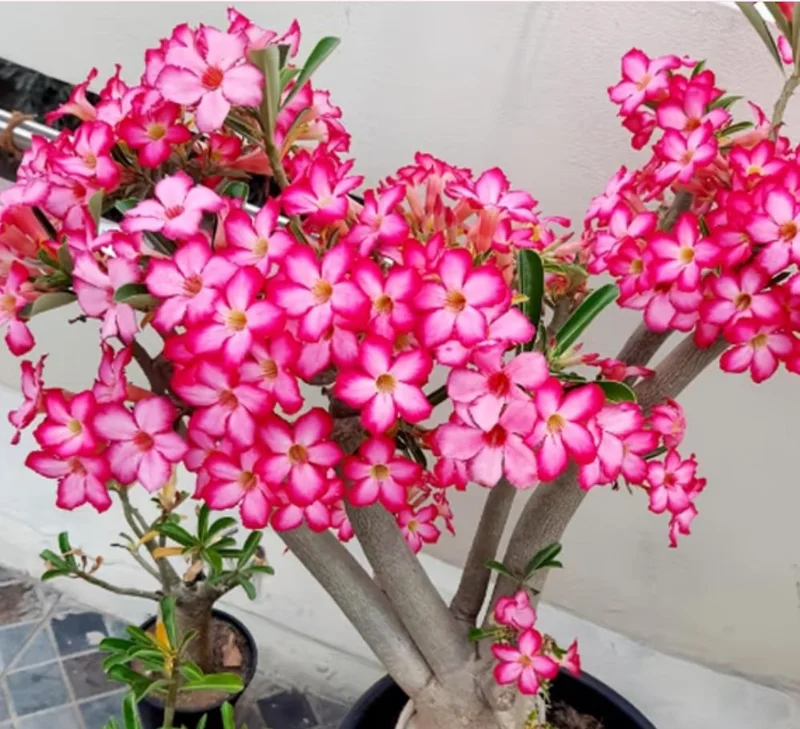 Set of 2 Pink Desert Rose Live Plants - 4-6" Tall Adenium Obesum - Indoor/Outdoor - Image 1