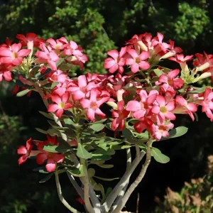 Set of 2 Pink Desert Rose Live Plants - 4-6