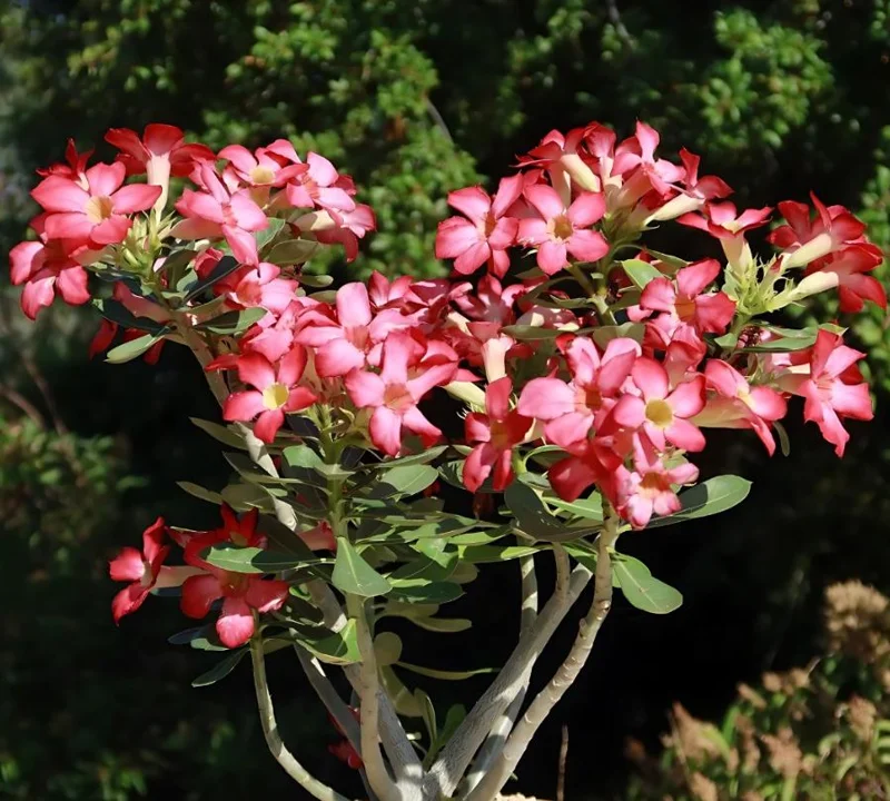 Set of 2 Pink Desert Rose Live Plants - 4-6" Tall Adenium Obesum - Indoor/Outdoor - Image 9