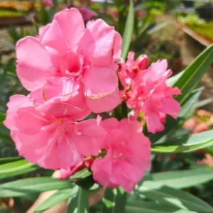 Set of 2 Pink Oleander Live Plants – Nerium oleander Starter Shrubs 4-8