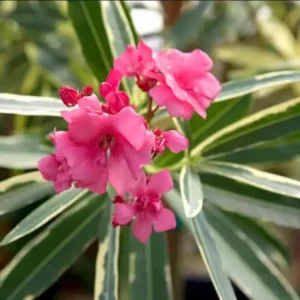 Set of 2 Pink Oleander Live Plants – Nerium oleander Starter Shrubs 4-8