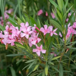 Set of 2 Pink Oleander Live Plants – Nerium oleander Starter Shrubs 4-8