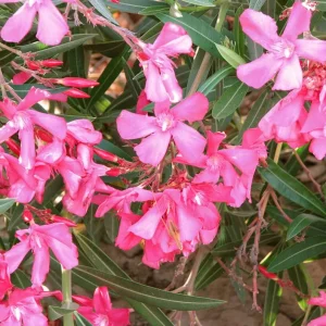 Set of 2 Pink Oleander Live Plants – Nerium oleander Starter Shrubs 4-8