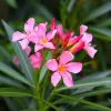 Set of 2 Pink Oleander Live Plants – Nerium oleander Starter Shrubs 4-8" Tall - Image 1